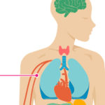 Circulatory System Diseases and Their Early signs and symptoms