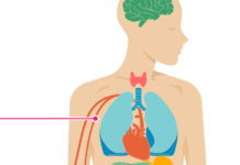 Circulatory System Diseases and Their Early signs and symptoms