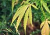 7 Scientifically Proven Benefits of CBD Oil CBD Oil
