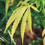 7 Scientifically Proven Benefits of CBD Oil CBD Oil
