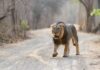 How do I Get from Sasan Gir National Park to Diu?