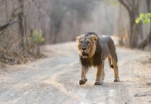 How do I Get from Sasan Gir National Park to Diu?