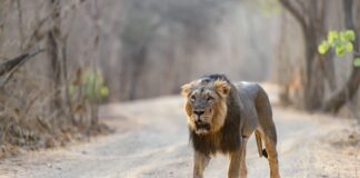How do I Get from Sasan Gir National Park to Diu?