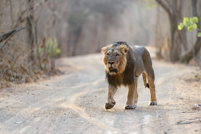 How do I Get from Sasan Gir National Park to Diu?