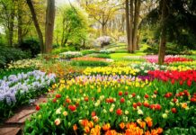 5 Things Flowers Can Ignite In Your Personality Right Away