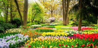 5 Things Flowers Can Ignite In Your Personality Right Away