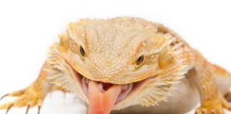 Everything to Know about Feeding a Bearded Dragon