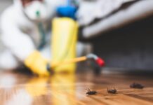 Pest Control in Vancouver