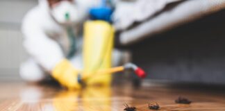 Pest Control in Vancouver