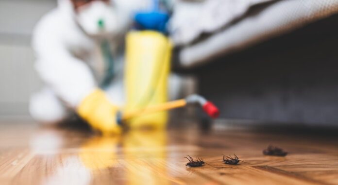 Pest Control in Vancouver
