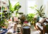 Plants in the Home