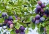 Plum Fruits