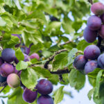 Plum Fruits