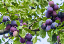 Plum Fruits