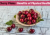 Cherry Plums: Benefits Of Physical Health Cherry Plums: Benefits Of Physical Health