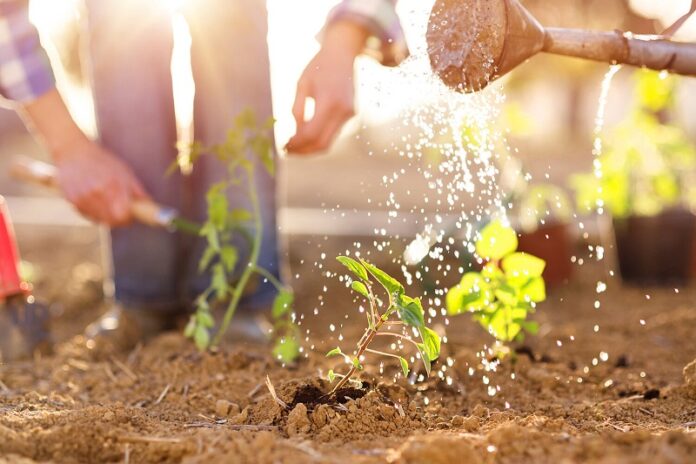 Gestational Surrogacy