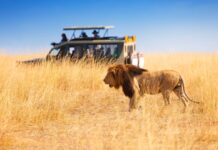 Safaris in Africa