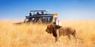 Safaris in Africa