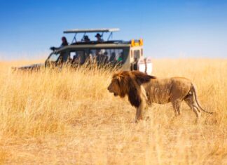 Safaris in Africa