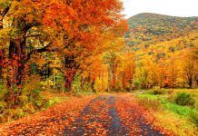 Best 5 New England In Fall Foliage