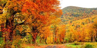 Best 5 New England In Fall Foliage