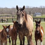 Horse Training Center