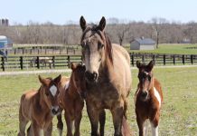 Horse Training Center