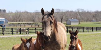 Horse Training Center