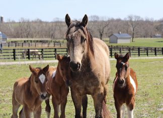 9 Must Characteristics For Any Horse Training Center Horse Training Center