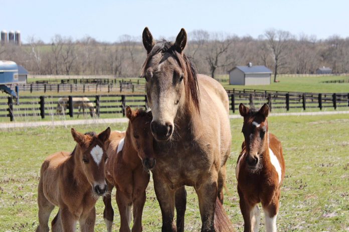 Horse Training Center