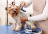 Pet Grooming Service- All You Need to Know Pet Grooming Service