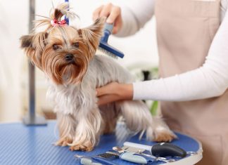 Pet Grooming Service- All You Need to Know Pet Grooming Service