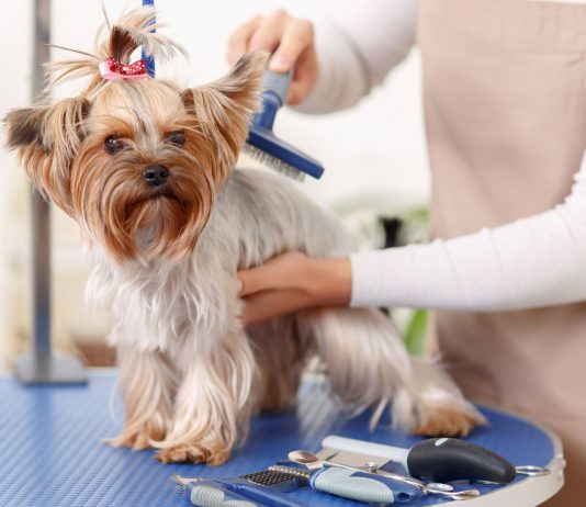Pet Grooming Service