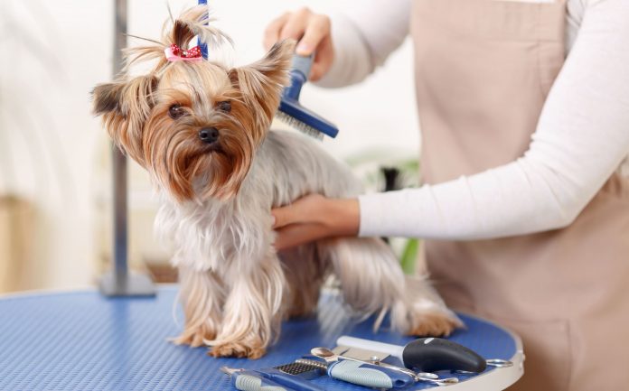 Pet Grooming Service