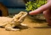 Keep Your Reptiles Healthy and Happy