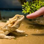 How to Keep Your Reptiles Healthy and Happy Keep Your Reptiles Healthy and Happy