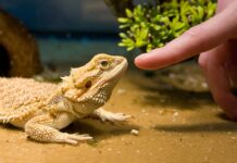 Keep Your Reptiles Healthy and Happy