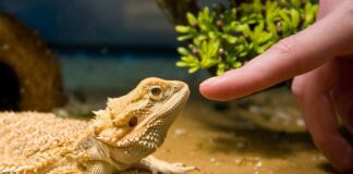 Keep Your Reptiles Healthy and Happy