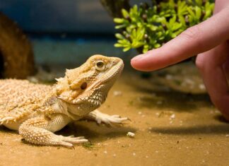 How to Keep Your Reptiles Healthy and Happy Keep Your Reptiles Healthy and Happy