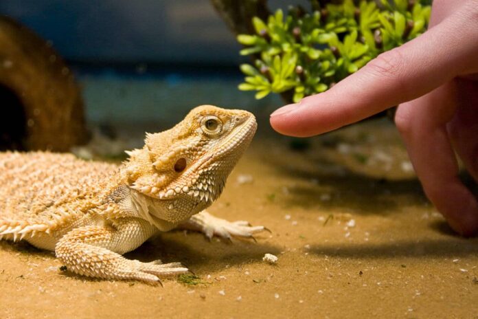 Keep Your Reptiles Healthy and Happy