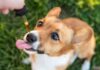 CBD safe for pets