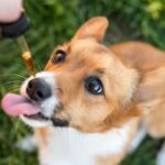 Is CBD Safe for Pets? CBD safe for pets
