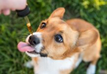 CBD safe for pets