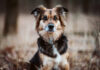 stubborn dogs