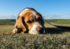 How To Begin Healing from the Loss of Your Loved Pet How To Begin Healing from the Loss of Your Loved Pet