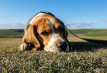 How To Begin Healing from the Loss of Your Loved Pet