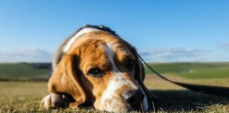 How To Begin Healing from the Loss of Your Loved Pet