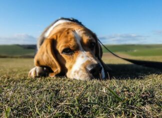 How To Begin Healing from the Loss of Your Loved Pet How To Begin Healing from the Loss of Your Loved Pet