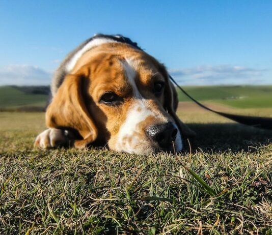 How To Begin Healing from the Loss of Your Loved Pet