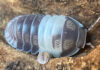 Pet Isopods Bite